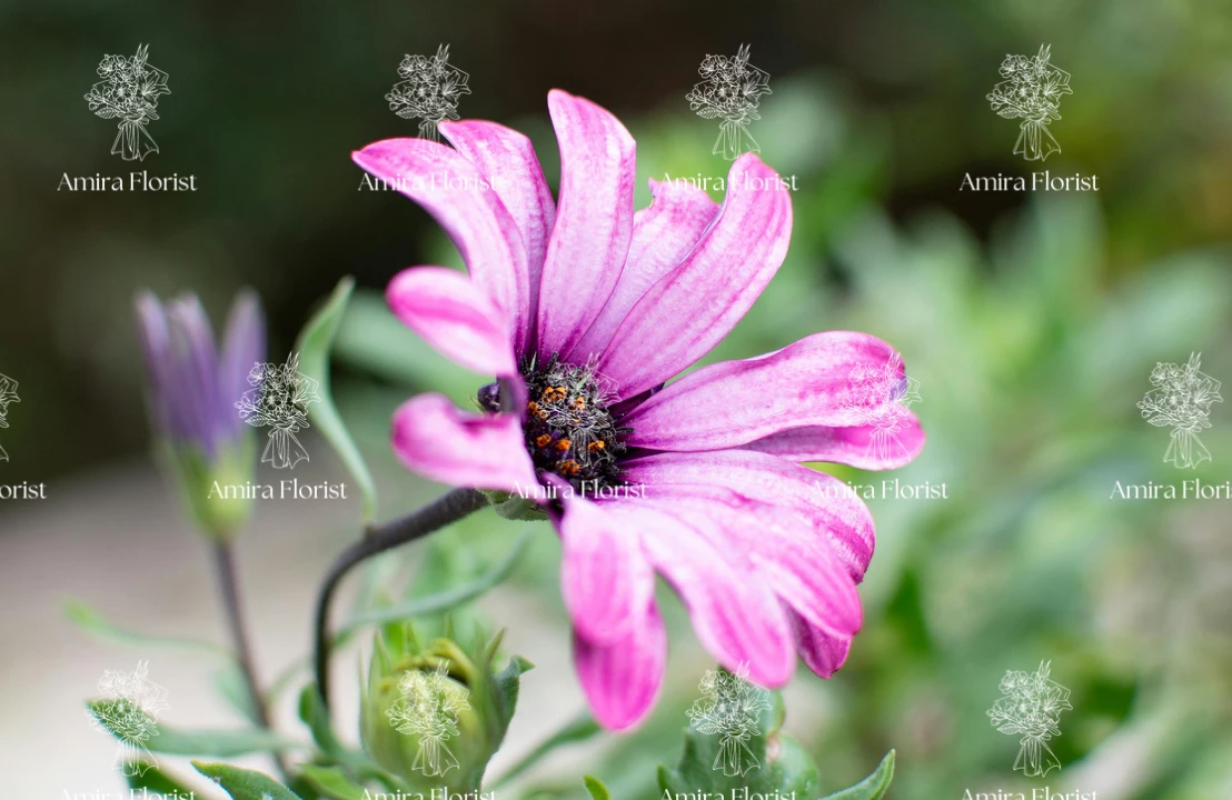 add watermark to photo